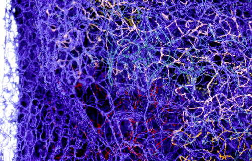 Blue Note, interior view